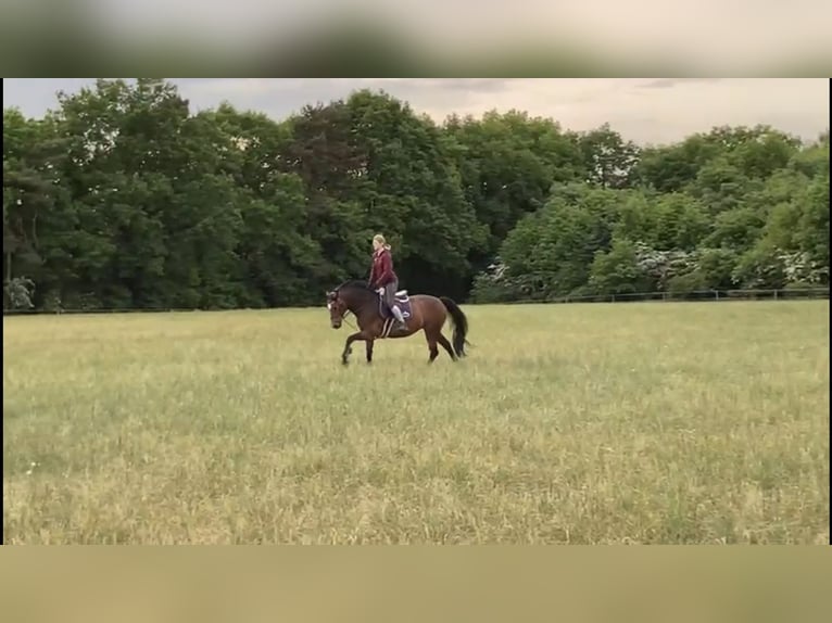 Oldenburger Springpferd Stute 12 Jahre 164 cm Brauner in Neuenkirchen