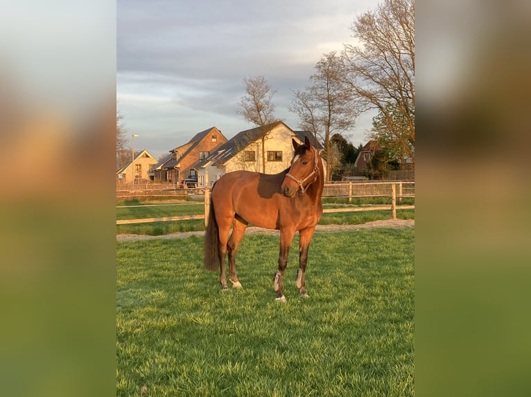 Oldenburger Springpferd Stute 12 Jahre 164 cm Brauner in Neuenkirchen