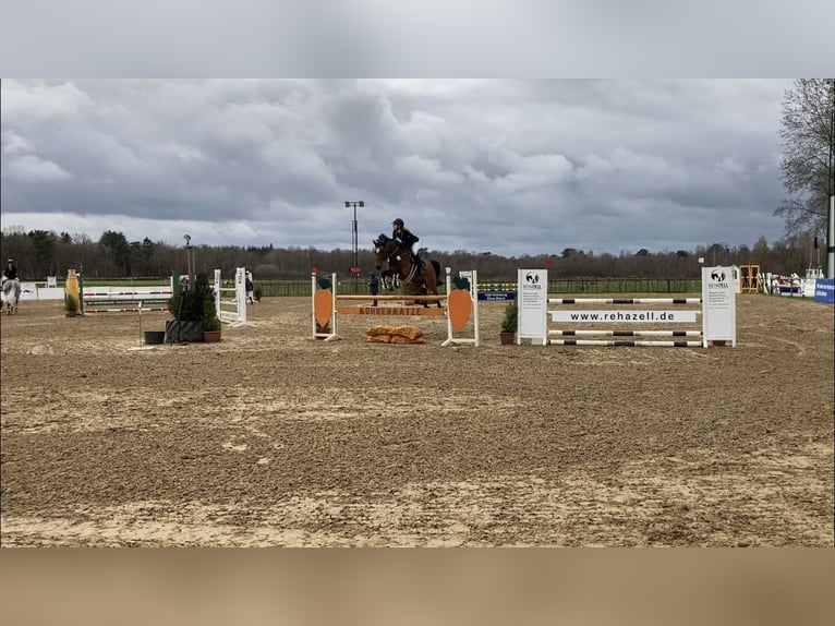 Oldenburger Springpferd Stute 12 Jahre 164 cm Brauner in Neuenkirchen