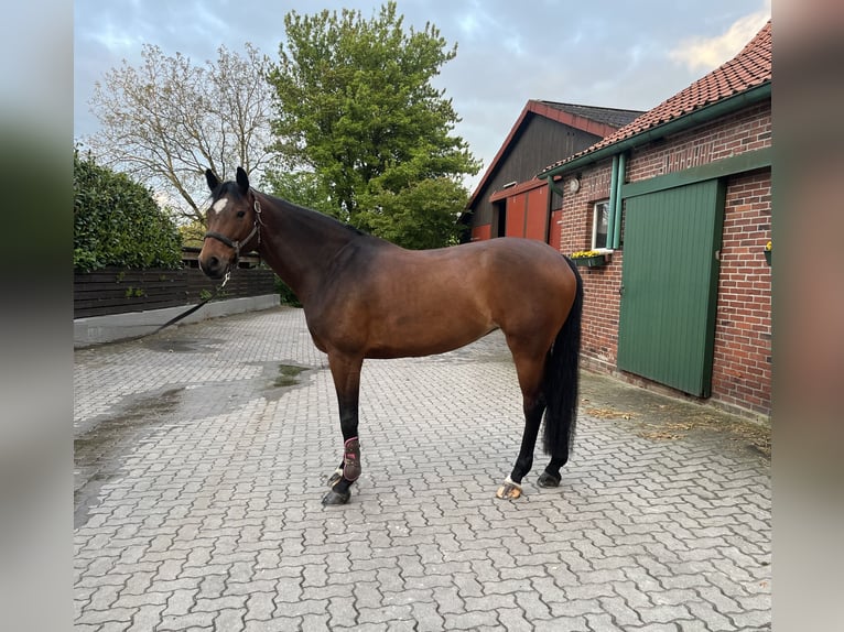 Oldenburger Springpferd Stute 12 Jahre 164 cm Brauner in Neuenkirchen