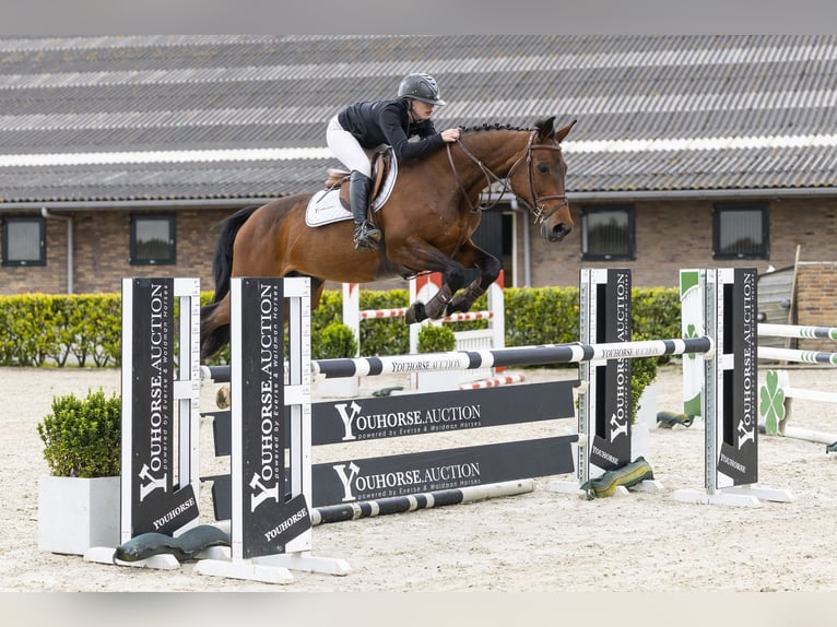 Oldenburger Springpferd Stute 12 Jahre 164 cm Brauner in Waddinxveen