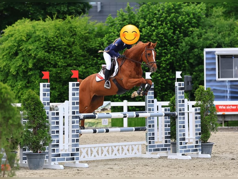 Oldenburger Springpferd Stute 12 Jahre 164 cm Fuchs in Kerzers