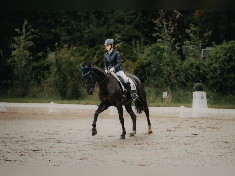 Oldenburger Springpferd Stute 12 Jahre 164 cm Rappe in Karben