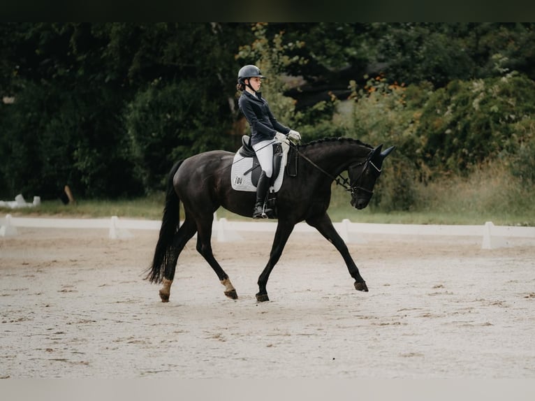 Oldenburger Springpferd Stute 12 Jahre 164 cm Rappe in Karben