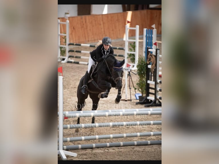 Oldenburger Springpferd Stute 12 Jahre 164 cm Rappe in Karben