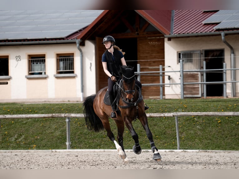 Oldenburger Springpferd Stute 12 Jahre 165 cm Brauner in Oberstreu Oldenburger Springpferd Stute 12 Jahre 165 cm Brauner in Oberstreu