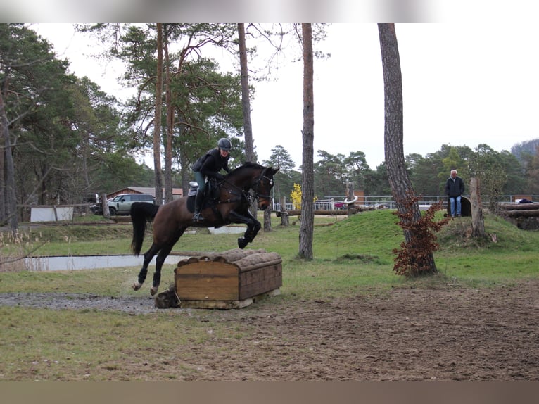 Oldenburger Springpferd Stute 12 Jahre 165 cm Brauner in Oberstreu Oldenburger Springpferd Stute 12 Jahre 165 cm Brauner in Oberstreu