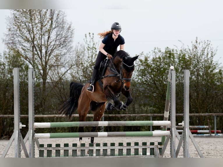 Oldenburger Springpferd Stute 12 Jahre 165 cm Brauner in Oberstreu Oldenburger Springpferd Stute 12 Jahre 165 cm Brauner in Oberstreu