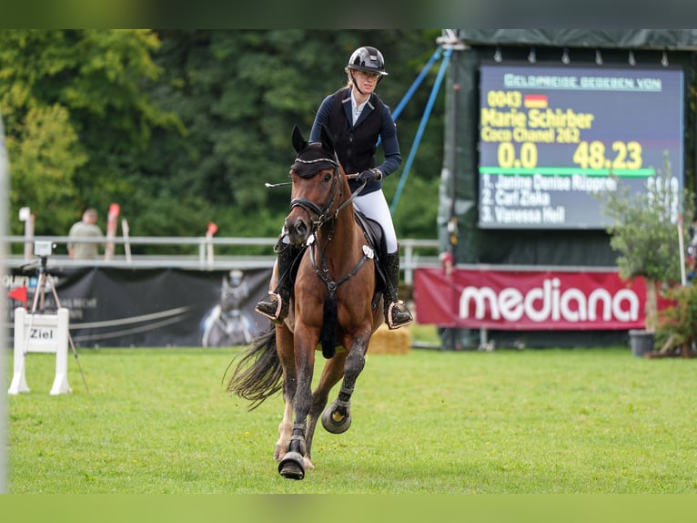 Oldenburger Springpferd Stute 12 Jahre 165 cm Brauner in Oberstreu Oldenburger Springpferd Stute 12 Jahre 165 cm Brauner in Oberstreu