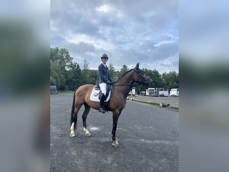Oldenburger Springpferd Stute 12 Jahre 165 cm Brauner in Oberstreu Oldenburger Springpferd Stute 12 Jahre 165 cm Brauner in Oberstreu