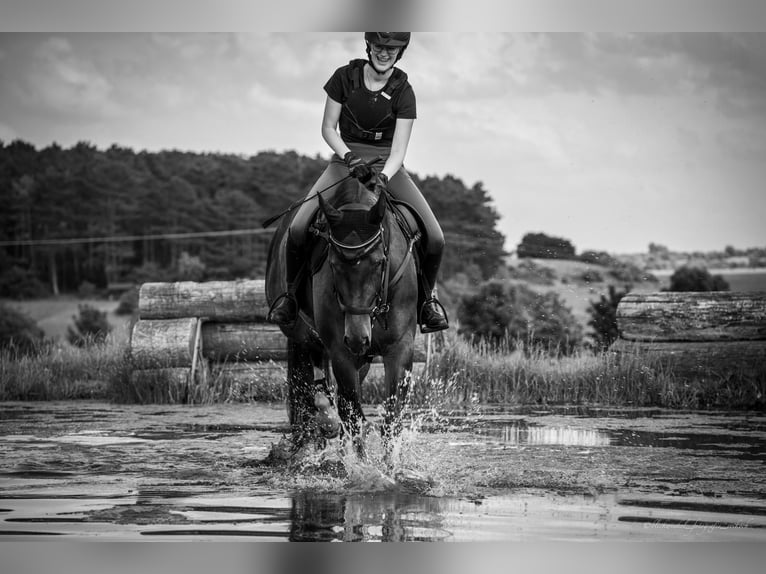 Oldenburger Springpferd Stute 12 Jahre 165 cm Brauner in Oberstreu Oldenburger Springpferd Stute 12 Jahre 165 cm Brauner in Oberstreu
