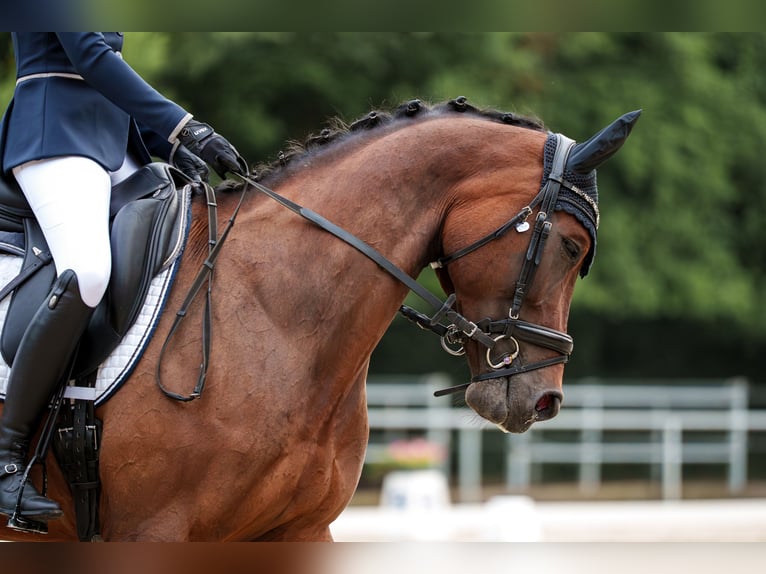 Oldenburger Springpferd Stute 12 Jahre 165 cm Brauner in Oberstreu Oldenburger Springpferd Stute 12 Jahre 165 cm Brauner in Oberstreu