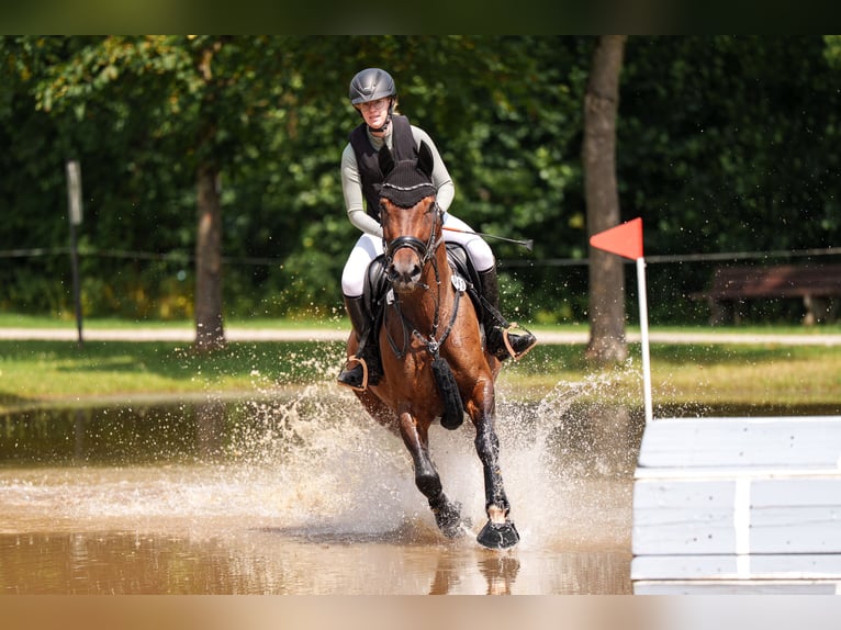 Oldenburger Springpferd Stute 12 Jahre 165 cm Brauner in Oberstreu Oldenburger Springpferd Stute 12 Jahre 165 cm Brauner in Oberstreu