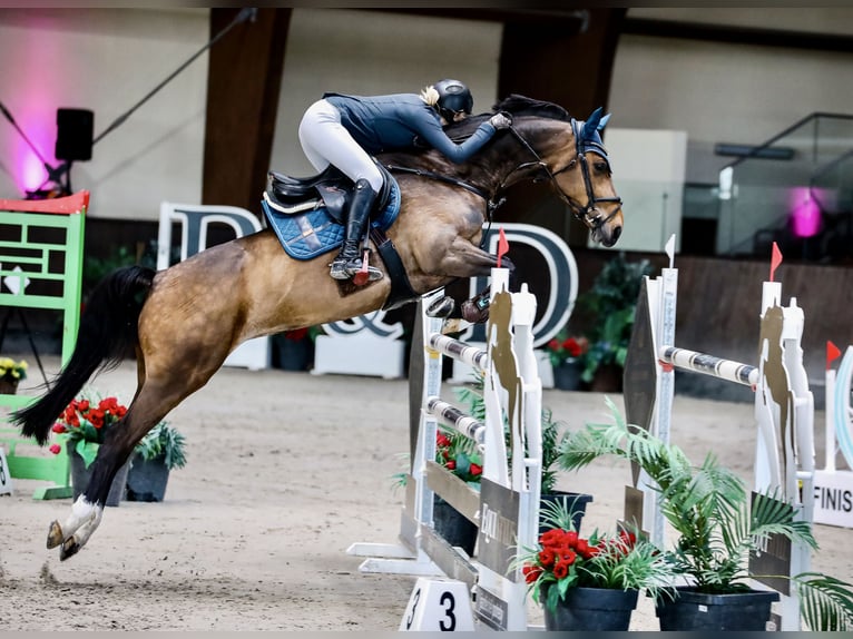 Oldenburger Springpferd Stute 12 Jahre 165 cm Dunkelbrauner in Lassee