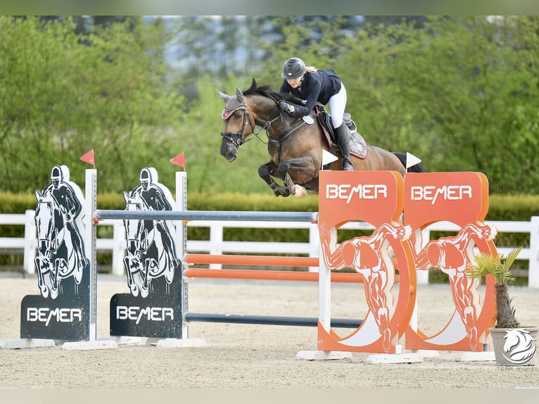 Oldenburger Springpferd Stute 12 Jahre 165 cm Dunkelbrauner in Lassee