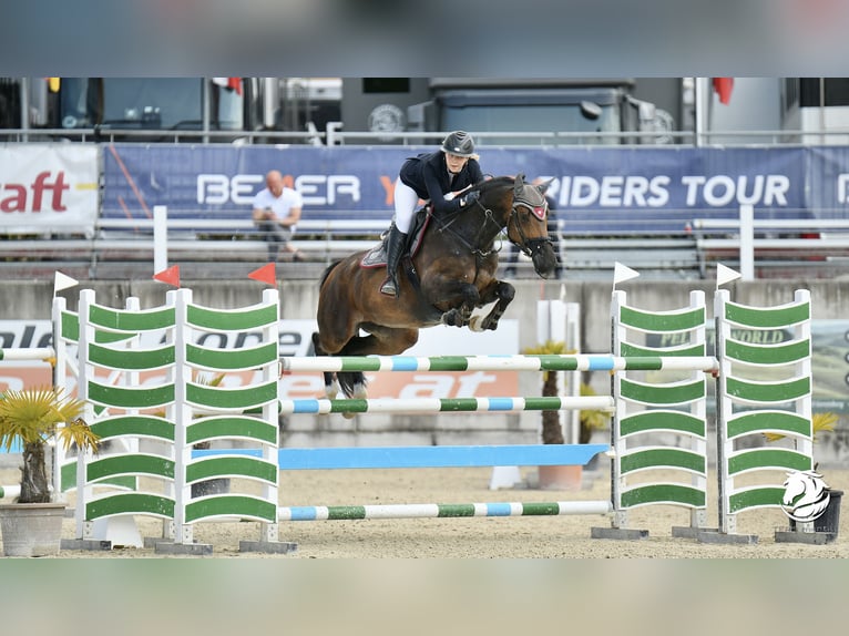 Oldenburger Springpferd Stute 12 Jahre 165 cm Dunkelbrauner in Lassee