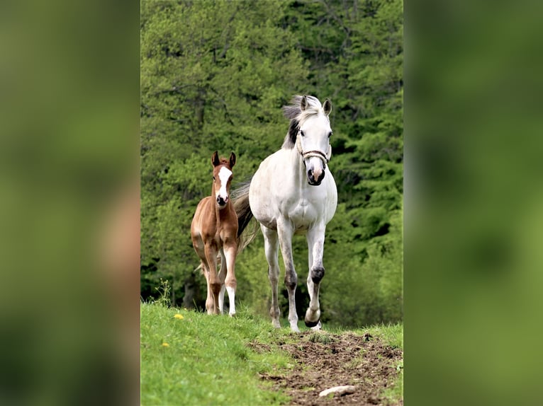 Oldenburger Springpferd Stute 12 Jahre 166 cm Schimmel in Mielno