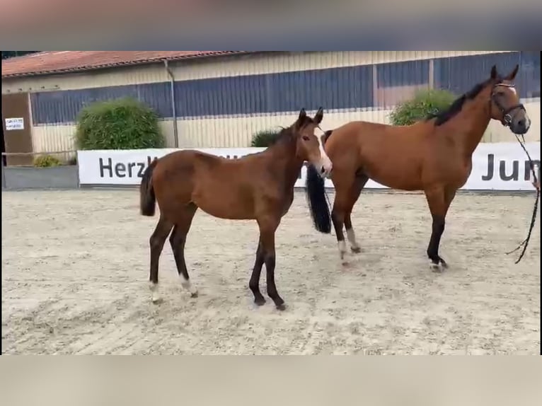 Oldenburger Springpferd Stute 12 Jahre 167 cm Brauner in Seetz