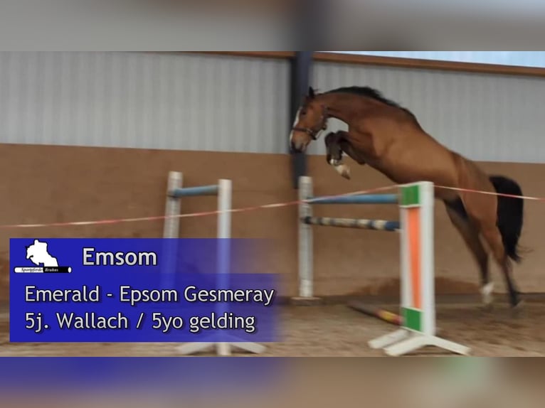 Oldenburger Springpferd Stute 12 Jahre 167 cm Brauner in Seetz