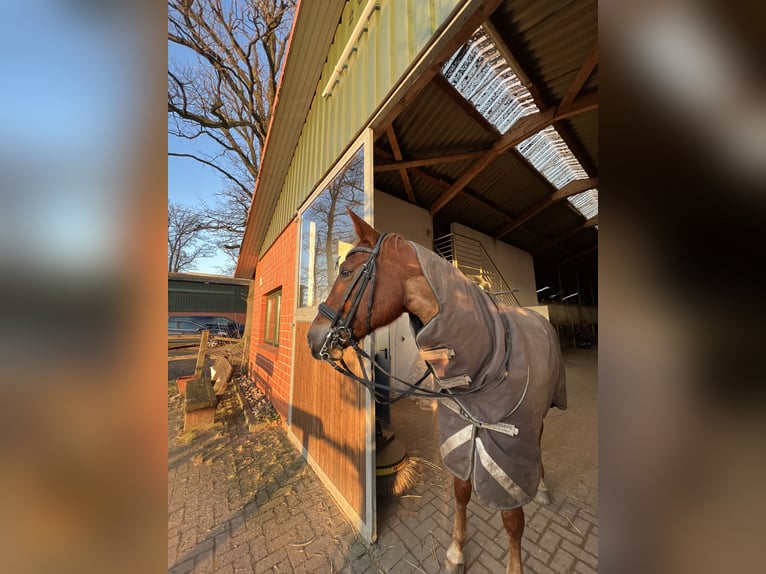 Oldenburger Springpferd Stute 12 Jahre 167 cm Fuchs in Oldendorf/ Luhe