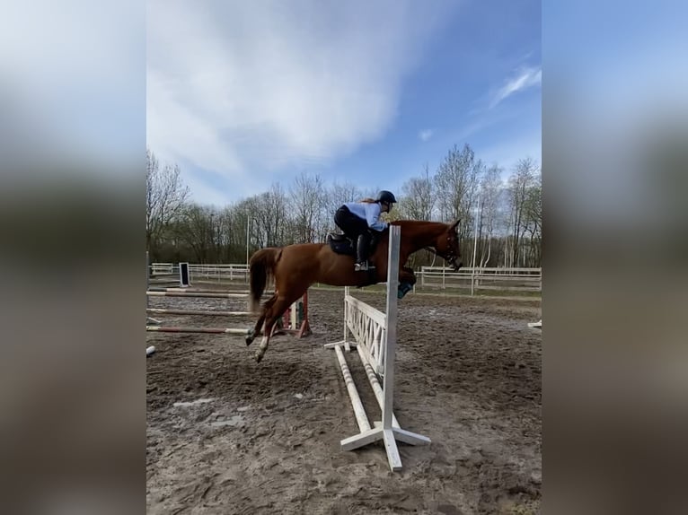 Oldenburger Springpferd Stute 12 Jahre 167 cm Fuchs in Oldendorf/ Luhe