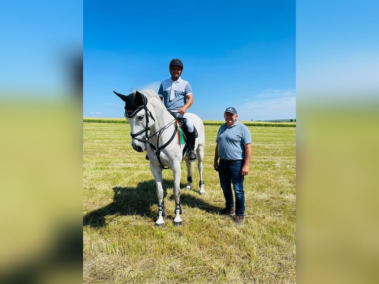 Oldenburger Springpferd Stute 12 Jahre 167 cm Schimmel in BAD BIBRA