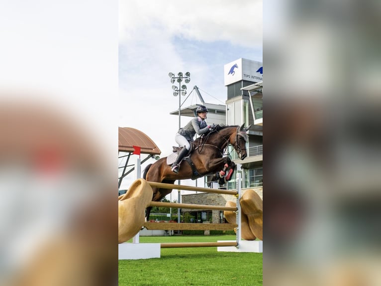 Oldenburger Springpferd Stute 12 Jahre 168 cm Brauner in Ahrensbök