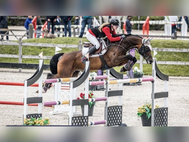 Oldenburger Springpferd Stute 12 Jahre 168 cm Brauner in Ahrensbök
