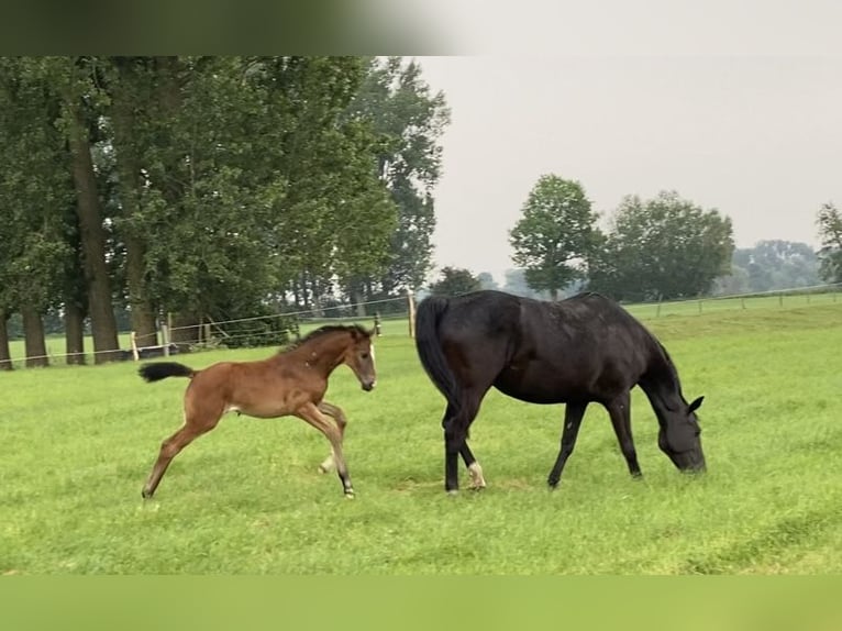 Oldenburger Springpferd Stute 12 Jahre 168 cm Rappe in Kollmar