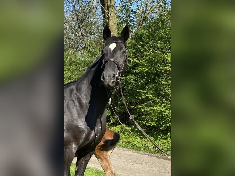 Oldenburger Springpferd Stute 12 Jahre 168 cm Rappe in Kollmar