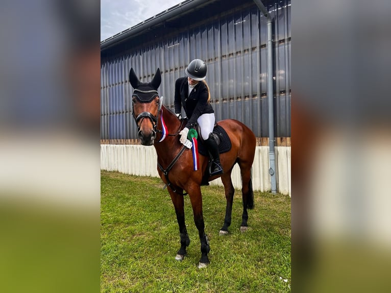 Oldenburger Springpferd Stute 12 Jahre 170 cm Brauner in Diekhusen-Fahrstedt