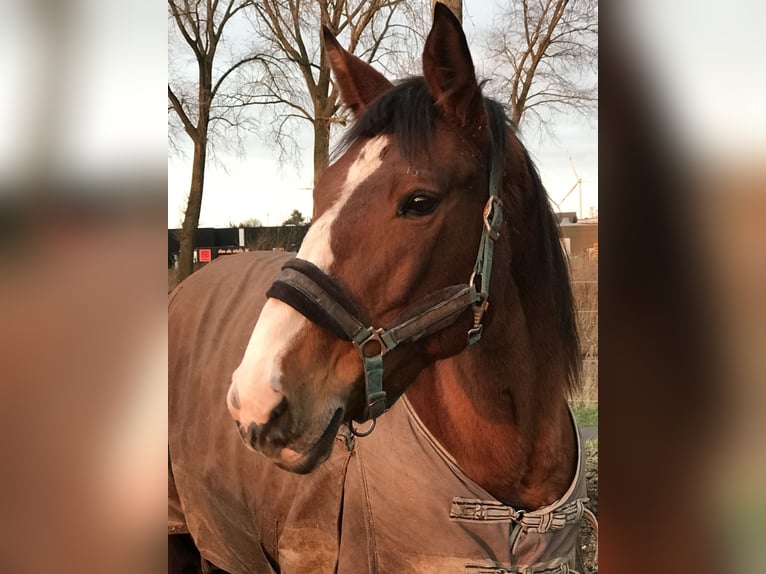 Oldenburger Springpferd Stute 12 Jahre 170 cm Brauner in Adegem Oldenburger Springpferd Stute 12 Jahre 170 cm Brauner in Adegem