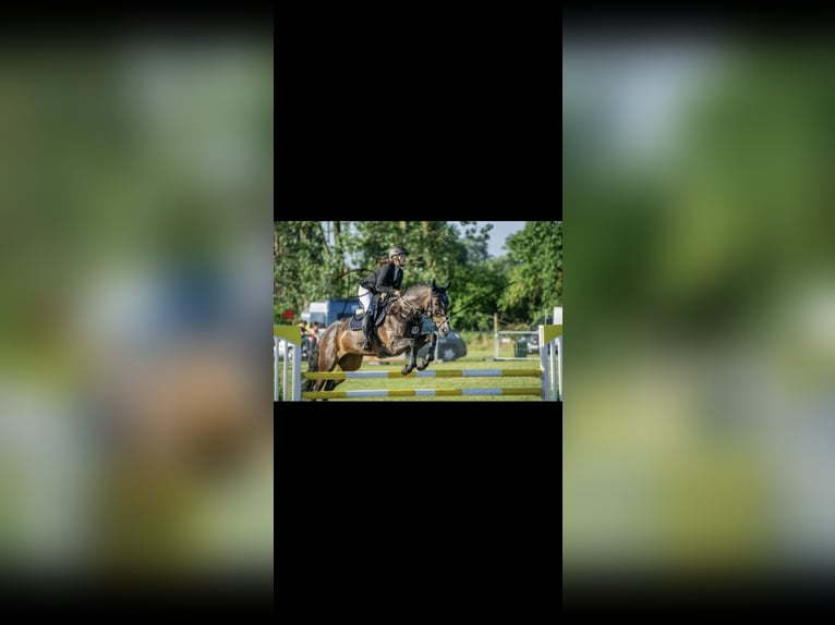 Oldenburger Springpferd Stute 12 Jahre 171 cm Brauner in Schwerin