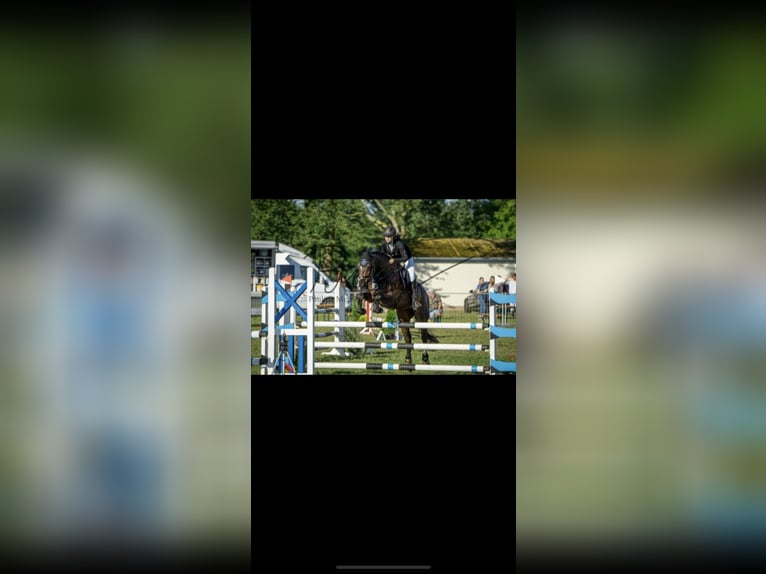 Oldenburger Springpferd Stute 12 Jahre 171 cm Brauner in Schwerin
