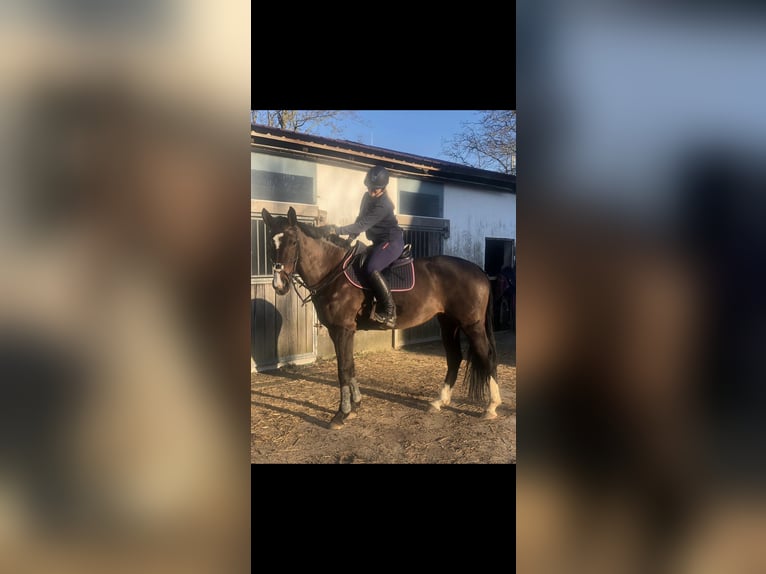 Oldenburger Springpferd Stute 12 Jahre 171 cm Brauner in Schwerin