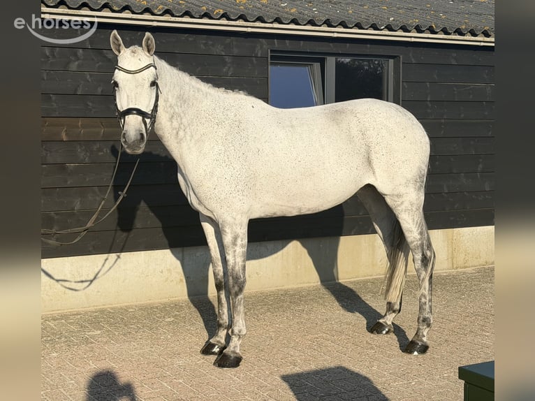 Oldenburger Springpferd Stute 12 Jahre 171 cm Schimmel in Renswoude