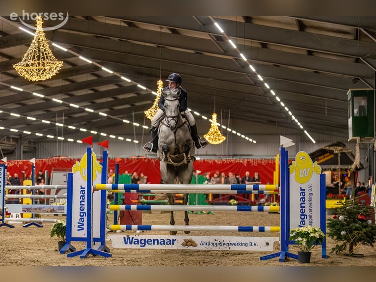 Oldenburger Springpferd Stute 12 Jahre 171 cm Schimmel in Renswoude