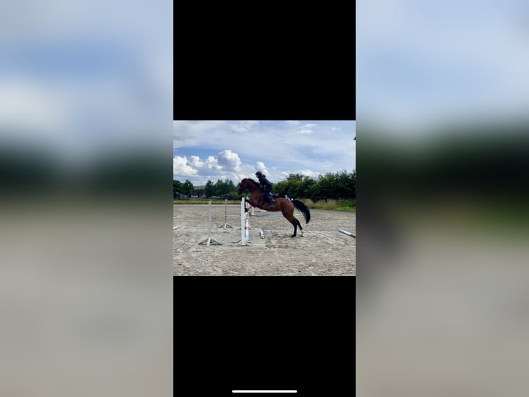 Oldenburger Springpferd Stute 12 Jahre 172 cm Brauner in Osterr&#xF6;nfeld