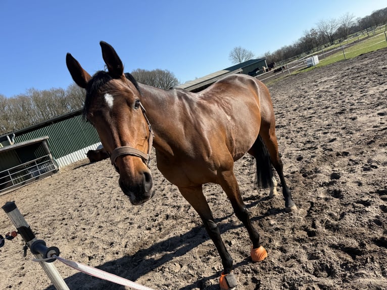 Oldenburger Springpferd Stute 12 Jahre 172 cm Brauner in Osterr&#xF6;nfeld