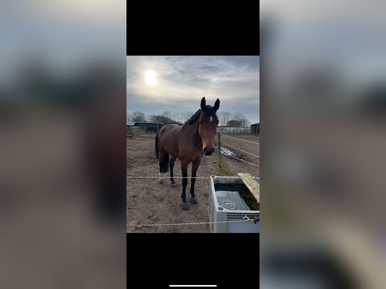 Oldenburger Springpferd Stute 12 Jahre 172 cm Brauner in Osterr&#xF6;nfeld
