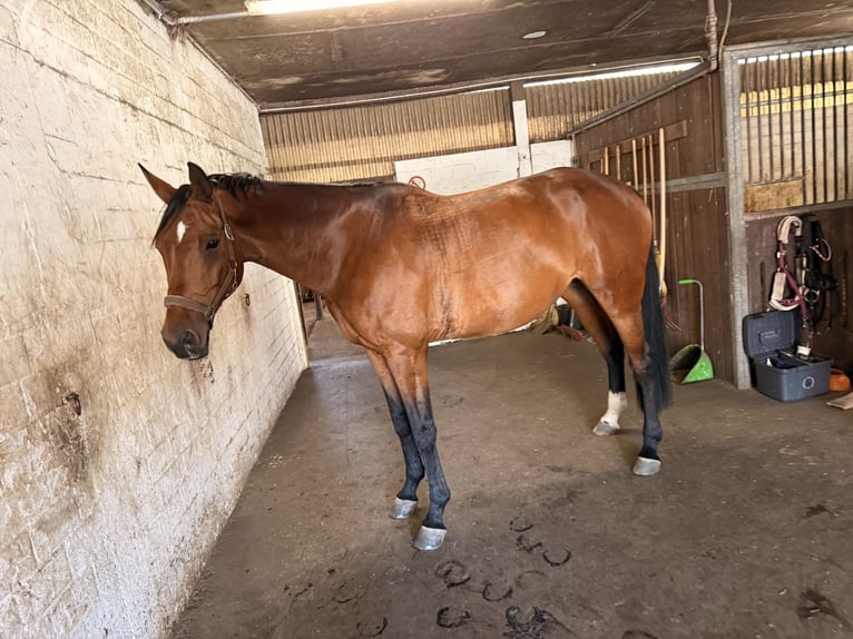 Oldenburger Springpferd Stute 12 Jahre 172 cm Brauner in Osterr&#xF6;nfeld