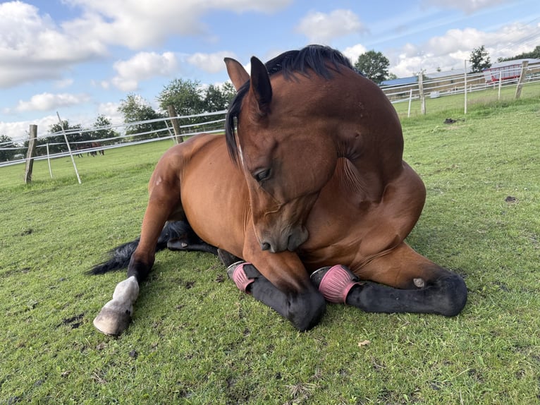 Oldenburger Springpferd Stute 12 Jahre 172 cm Brauner in Osterr&#xF6;nfeld