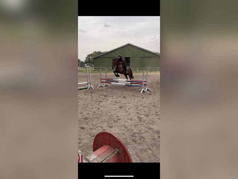 Oldenburger Springpferd Stute 12 Jahre 172 cm Brauner in Osterr&#xF6;nfeld