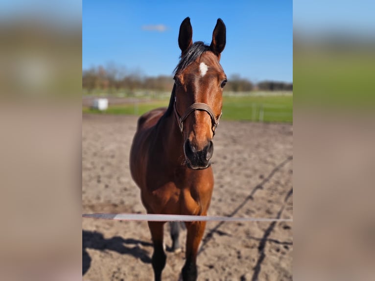 Oldenburger Springpferd Stute 12 Jahre 172 cm Brauner in Osterr&#xF6;nfeld