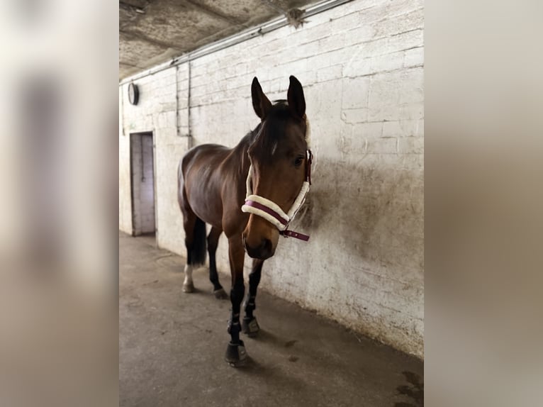 Oldenburger Springpferd Stute 12 Jahre 172 cm Brauner in Osterr&#xF6;nfeld