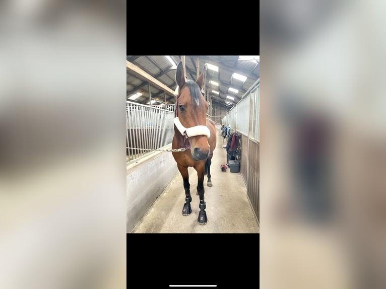 Oldenburger Springpferd Stute 12 Jahre 172 cm Brauner in Osterr&#xF6;nfeld