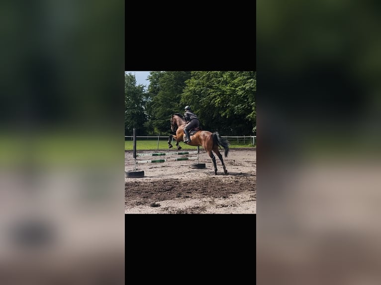 Oldenburger Springpferd Stute 12 Jahre 173 cm Brauner in Osterr&#xF6;nfeld