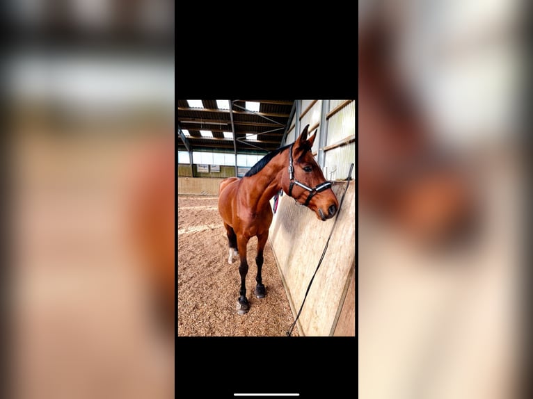 Oldenburger Springpferd Stute 12 Jahre 173 cm Brauner in Osterr&#xF6;nfeld