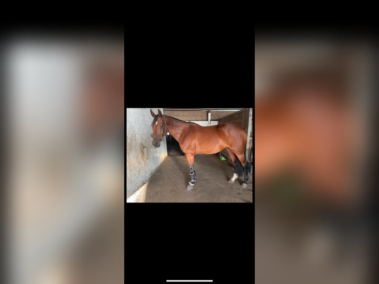 Oldenburger Springpferd Stute 12 Jahre 173 cm Brauner in Osterr&#xF6;nfeld