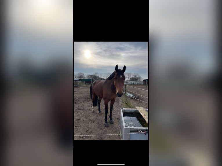 Oldenburger Springpferd Stute 12 Jahre 173 cm Brauner in Osterr&#xF6;nfeld